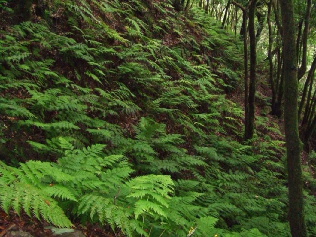 Casa Del Cu Bano A- Biosphere Reserve Taganana Dış mekan fotoğraf